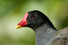 Common Moorhen photo 4