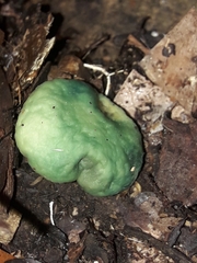 Leratiomyces atrovirens