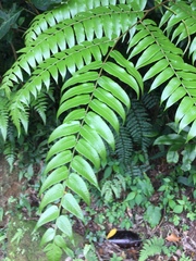Gymnosphaera podophylla