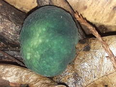 Leratiomyces atrovirens