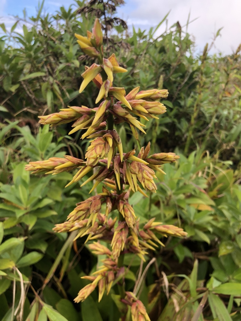 Guzmania plumieri