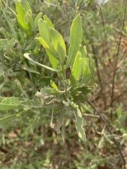 Salvadora australis