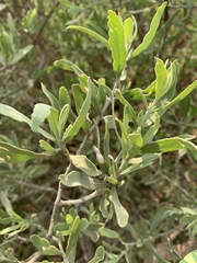 Salvadora australis