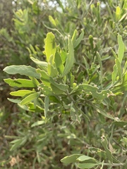 Salvadora australis