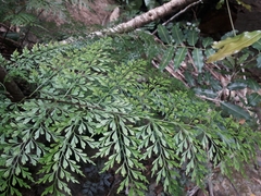 Asplenium laserpitiifolium