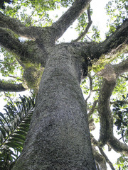 Bertholletia excelsa