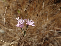 Lessingia arachnoidea
