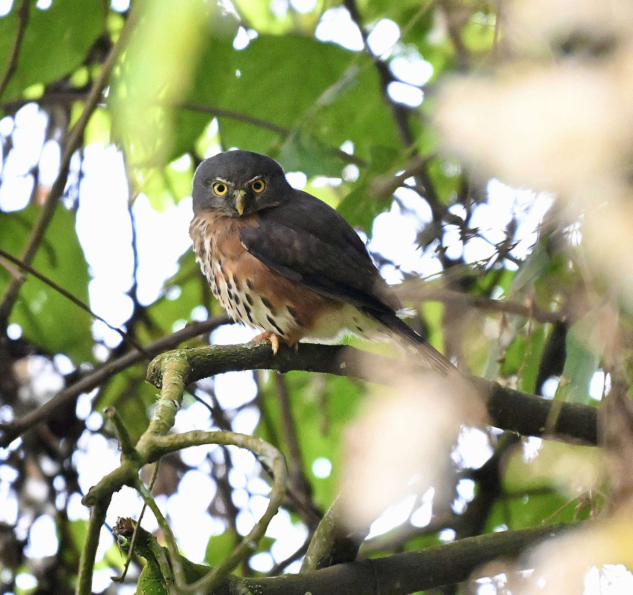 Red-chested Owlet (Glaucidium tephronotum), photo 2