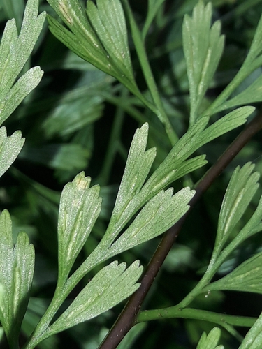 Image of Asplenium laserpitiifolium by (c) naturewatchwidow, some rights reserved (CC BY)