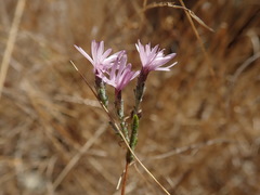 Lessingia arachnoidea