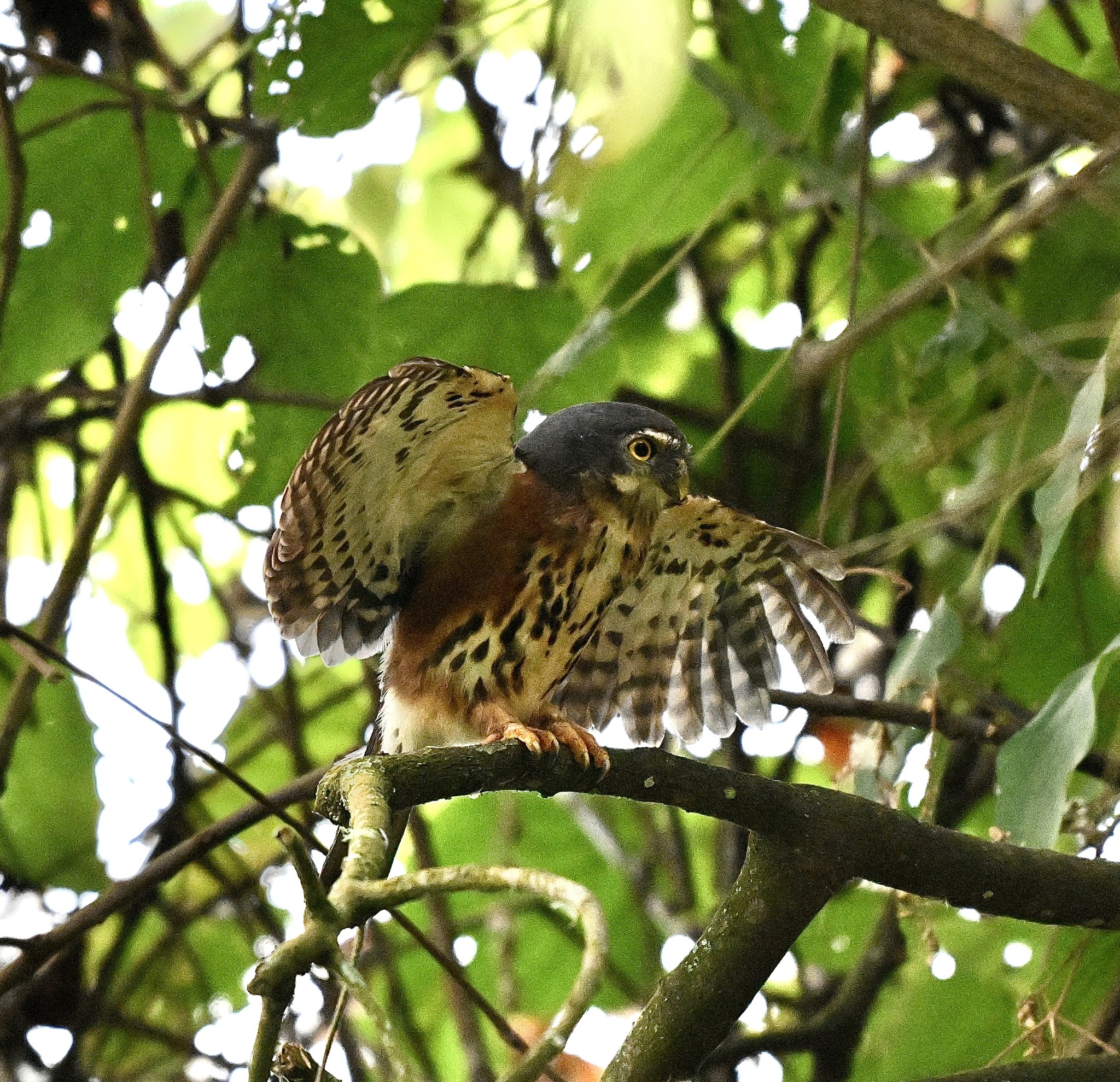 Red-chested Owlet (Glaucidium tephronotum), photo 3
