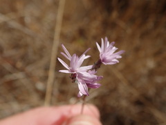 Lessingia arachnoidea