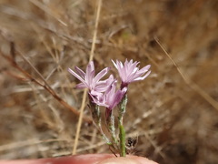 Lessingia arachnoidea