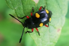 Eumorphus quadriguttatus pulchripes