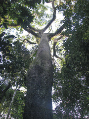 Bertholletia excelsa