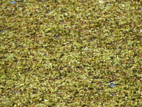 Giant Salvinia