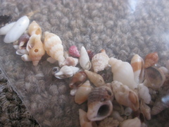 Eatoniella