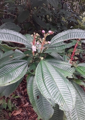 Miconia tococa