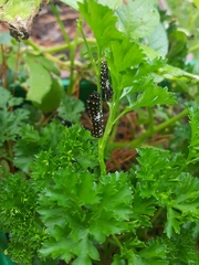 Papilio polyxenes