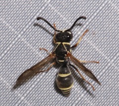 Stenodynerus ochrogonius