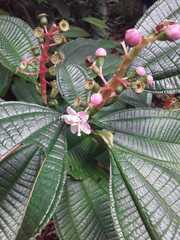 Miconia tococa
