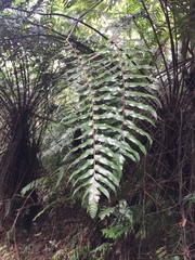 Gymnosphaera podophylla, photograph teresa lo, CC BY, iNaturalist via GBIF