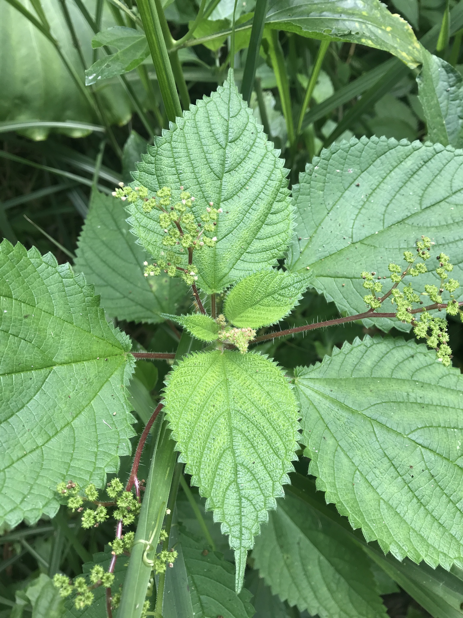 Laportea aestuans