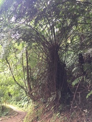 Gymnosphaera podophylla, photograph teresa lo, CC BY, iNaturalist via GBIF