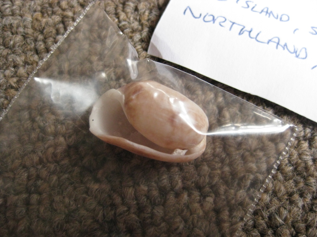 Bulla vernicosa