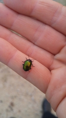 Chrysolina auripennis