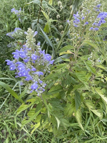 Scutellaria incana