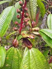 Miconia tococa