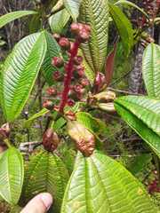 Miconia tococa