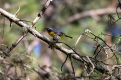 Anisognathus melanogenys