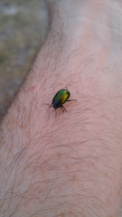 Chrysolina auripennis