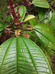 Miconia tococa