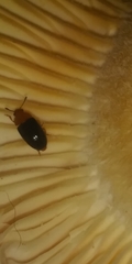 Triplax thoracica