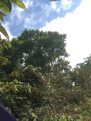Cespedesia