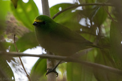 Chlorophonia cyanea