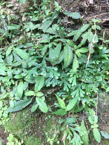 Selaginella doederleinii (Selaginella doederleinii)
