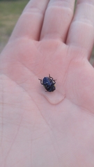 Chrysolina auripennis