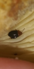 Triplax thoracica
