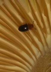 Triplax thoracica