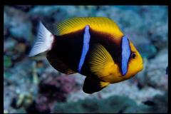 Amphiprion chrysopterus