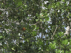 Curatella americana