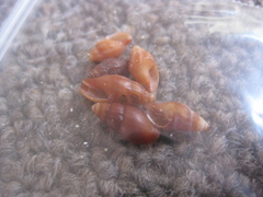 Neoguraleus lyallensis