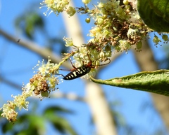 Zelus grassans