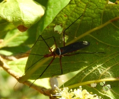 Zelus grassans