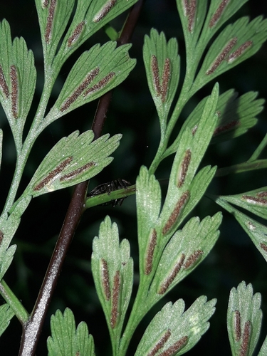 Image of Asplenium laserpitiifolium by (c) naturewatchwidow, some rights reserved (CC BY)