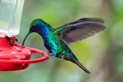 Campylopterus falcatus